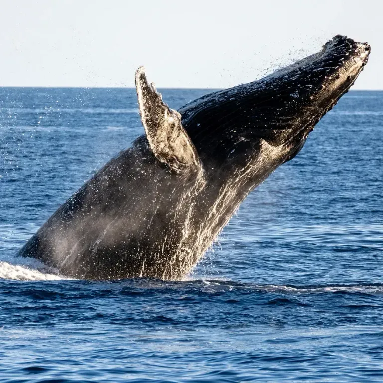 whale jumping above the water